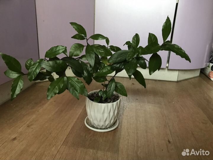 Псевдоэрантемум, хоббит, дуранта