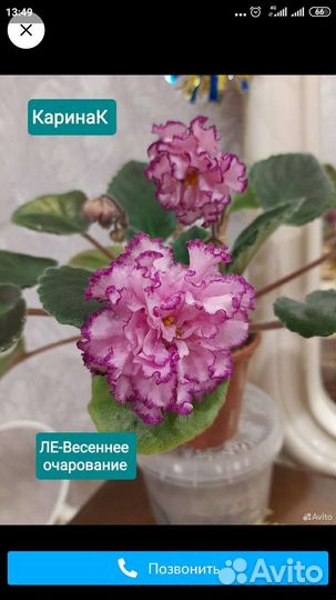 Детки сортовых фиалок