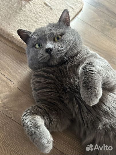Кот британец ищет дом