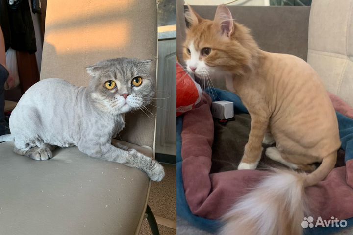 Стрижка кошек