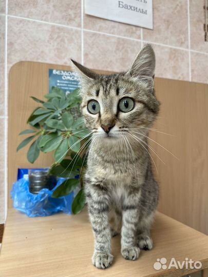 Кошки в добрые руки