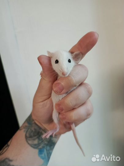 Крысята дамбо