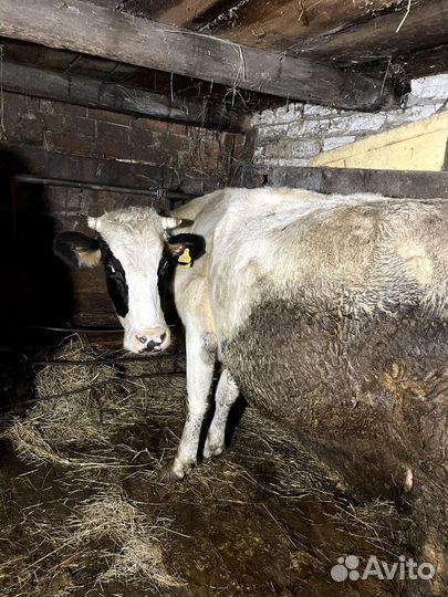 Коровы стельные дойные