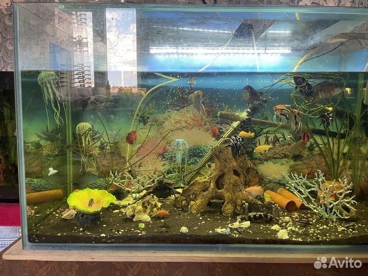 Аквариум