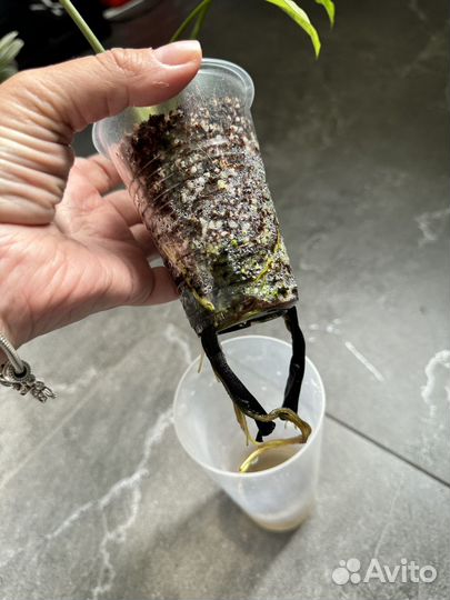 Комнатные цветы Сингониум