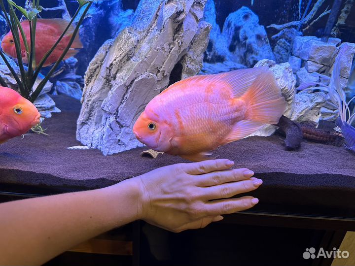 Аквариум с тумбой 450 литров