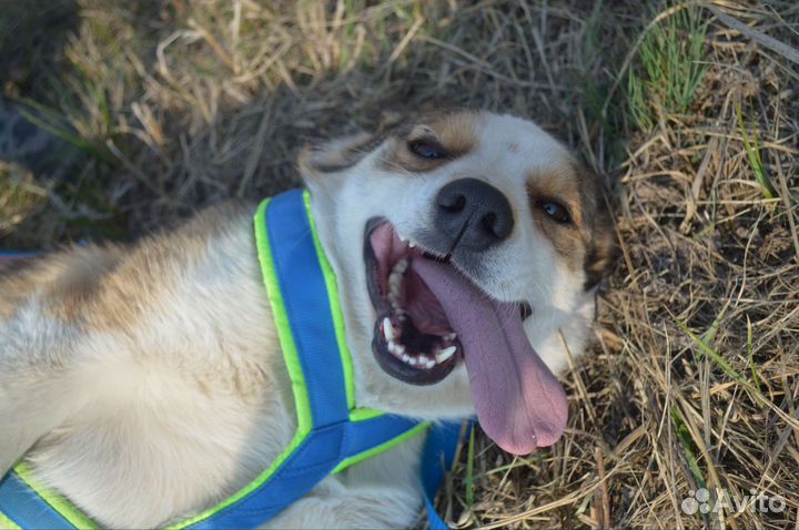 Красивая собака ищет дом