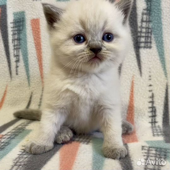 Шотландские вислоухие и прямоухие котята