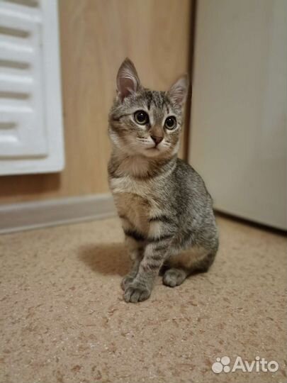 Котейка 3 месяца