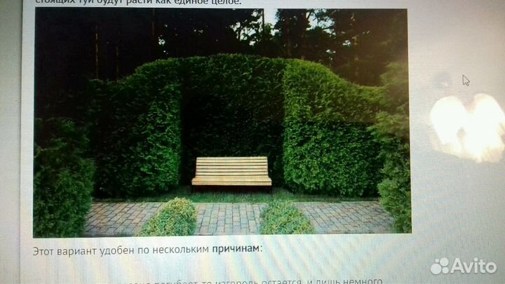 Кусты (спирея)