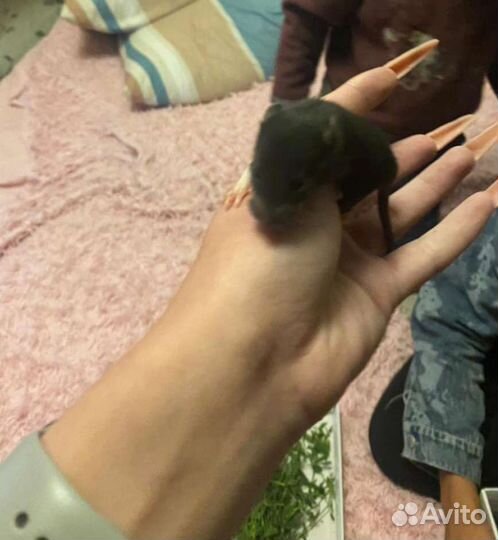 Декоративная крыса