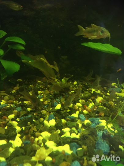 Аквариумные рыбки