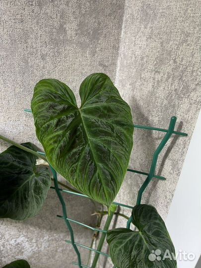 Форма 2 Веррукозум