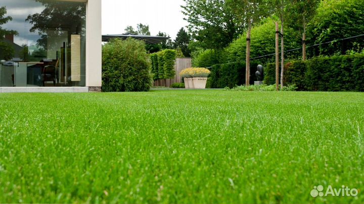 Рулонный газон 