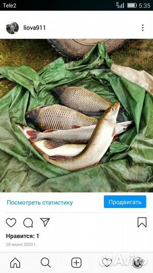 Свежая живая рыба щука