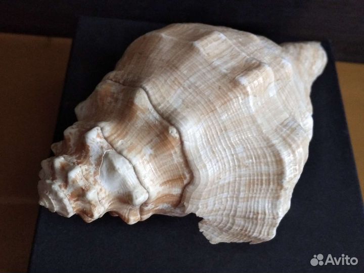 Ракушка из Вьетнама. 80-е годы