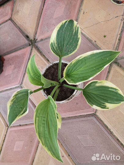 Хосты сортовые