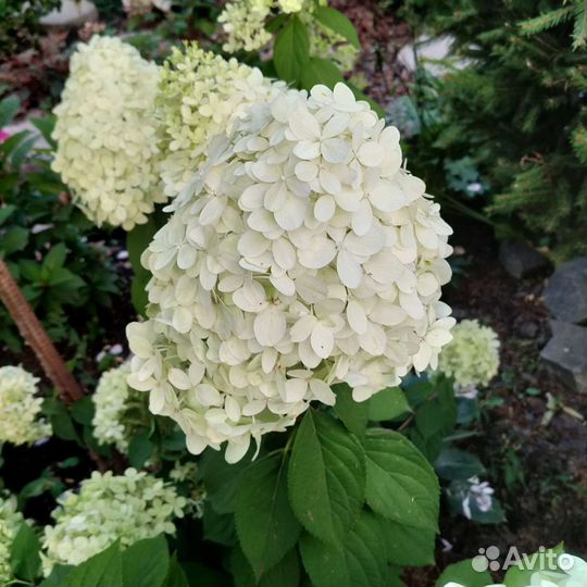 Гортензия метельчатая