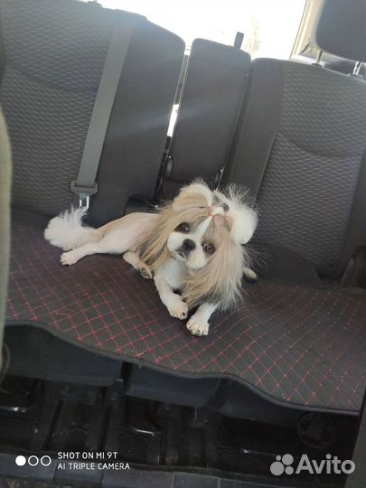 Ши-тцу вязка