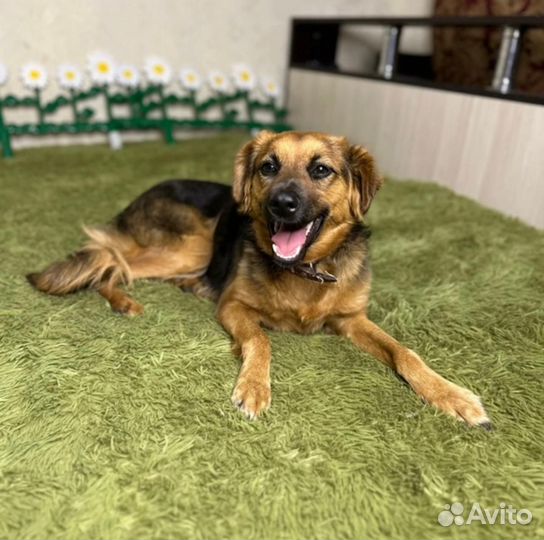 Собака в добрые руки отдам бесплатно