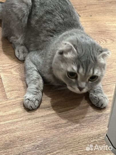 Кошки в добрые руки бесплатно вислоухая