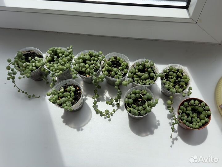 Крестовник роули вариегатный