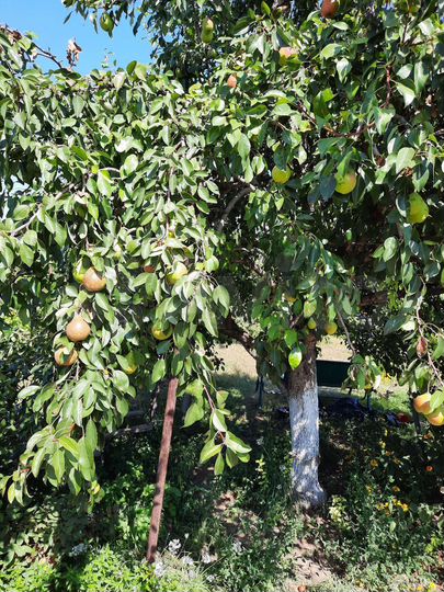 Дача 54 м² на участке 8 сот.