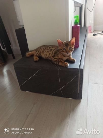 Бенгальские котята