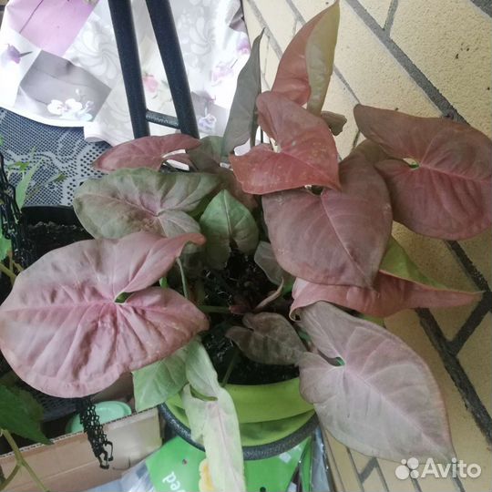 Сингониумы и эпипренумы (сциндапсусы)