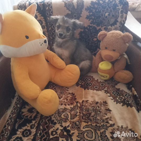 Щенок в добрые руки бесплатно