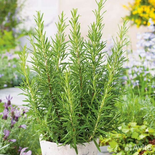 Розмарин саженцы