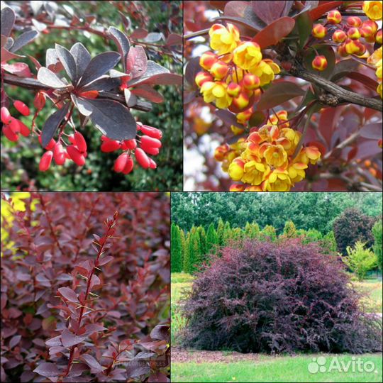 Барбарис суперба