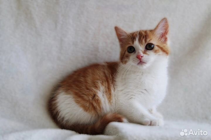 Котенок в добрые руки, 2 мес