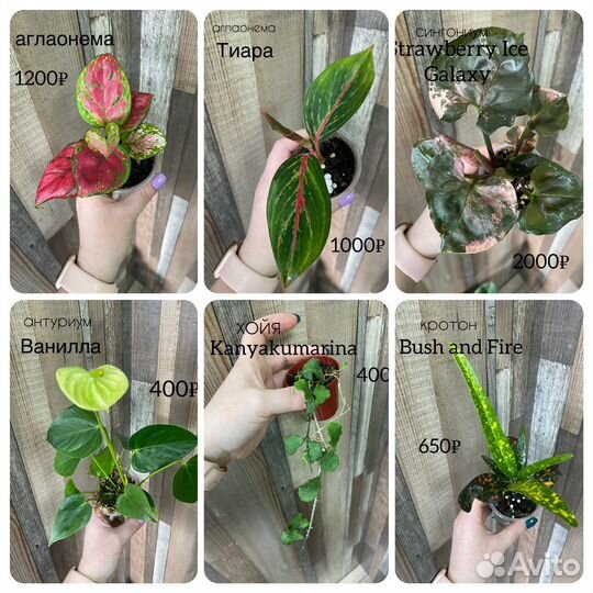 Домашние цветы