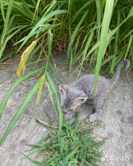 Котята девон-рекс девочка