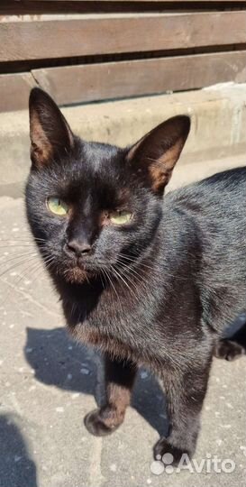 Котики в добрые руки