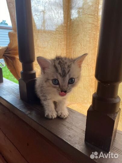 Отдам котенка в добрые руки