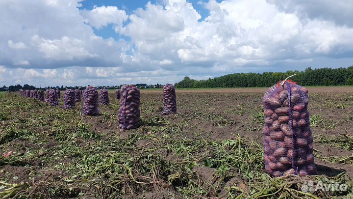 Картофель 2023г от производителя