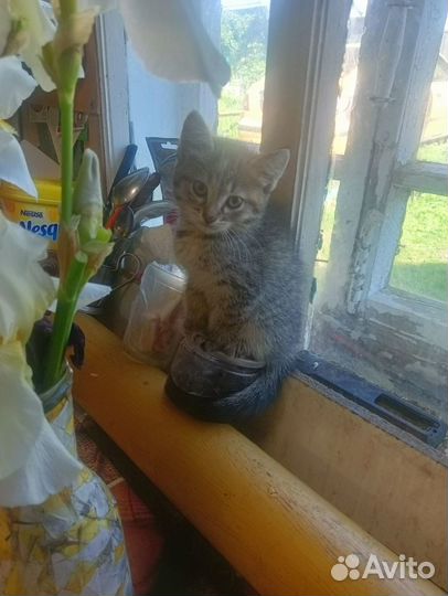 Котята в добрые руки даром