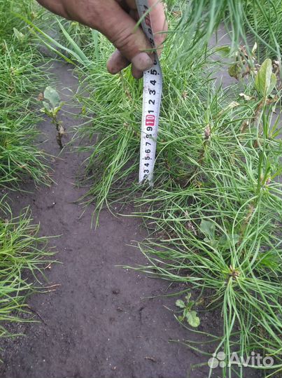 Сеянцы сосны обыкновенной