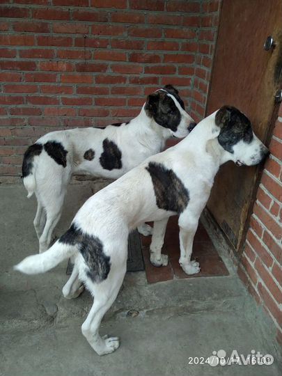 Щенки Алабая(сао)