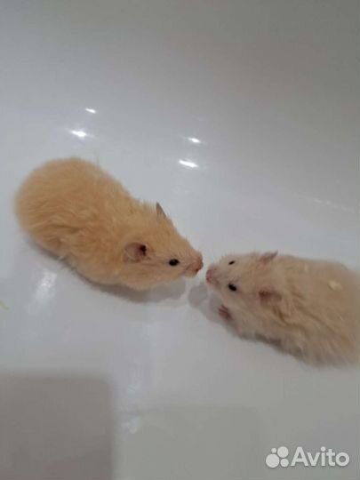 Сирийский хомяк