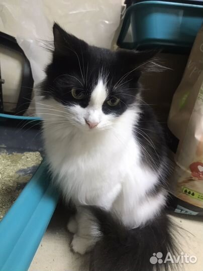 Кошки стерилизованые и вакцинированные