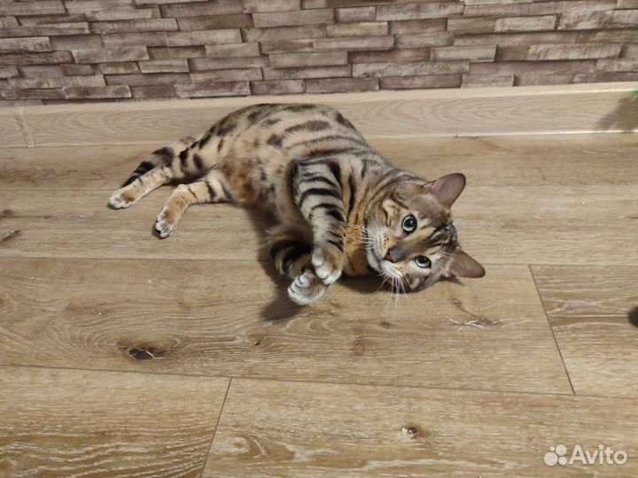 Бенгальский кот вязка