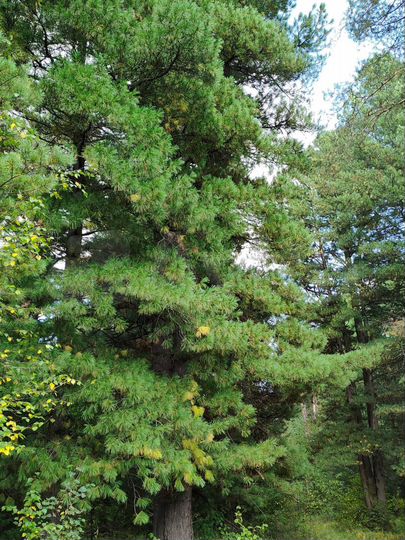 Участок 36 сот. (ИЖС)