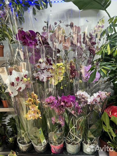 Комнатные растения и сопутствующие товары