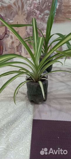 Хлорофитум, панданус, фиалка