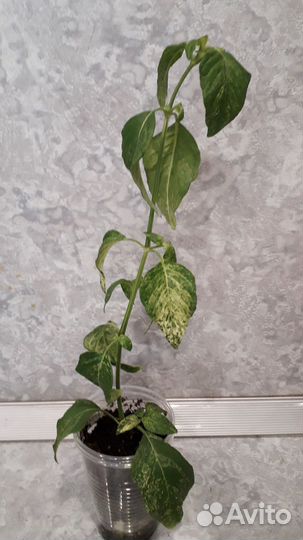 Белопероне