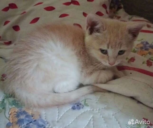 Котенок / маленький котик