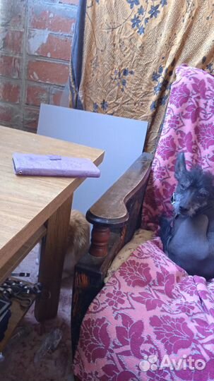 Ксолоицкуинтли